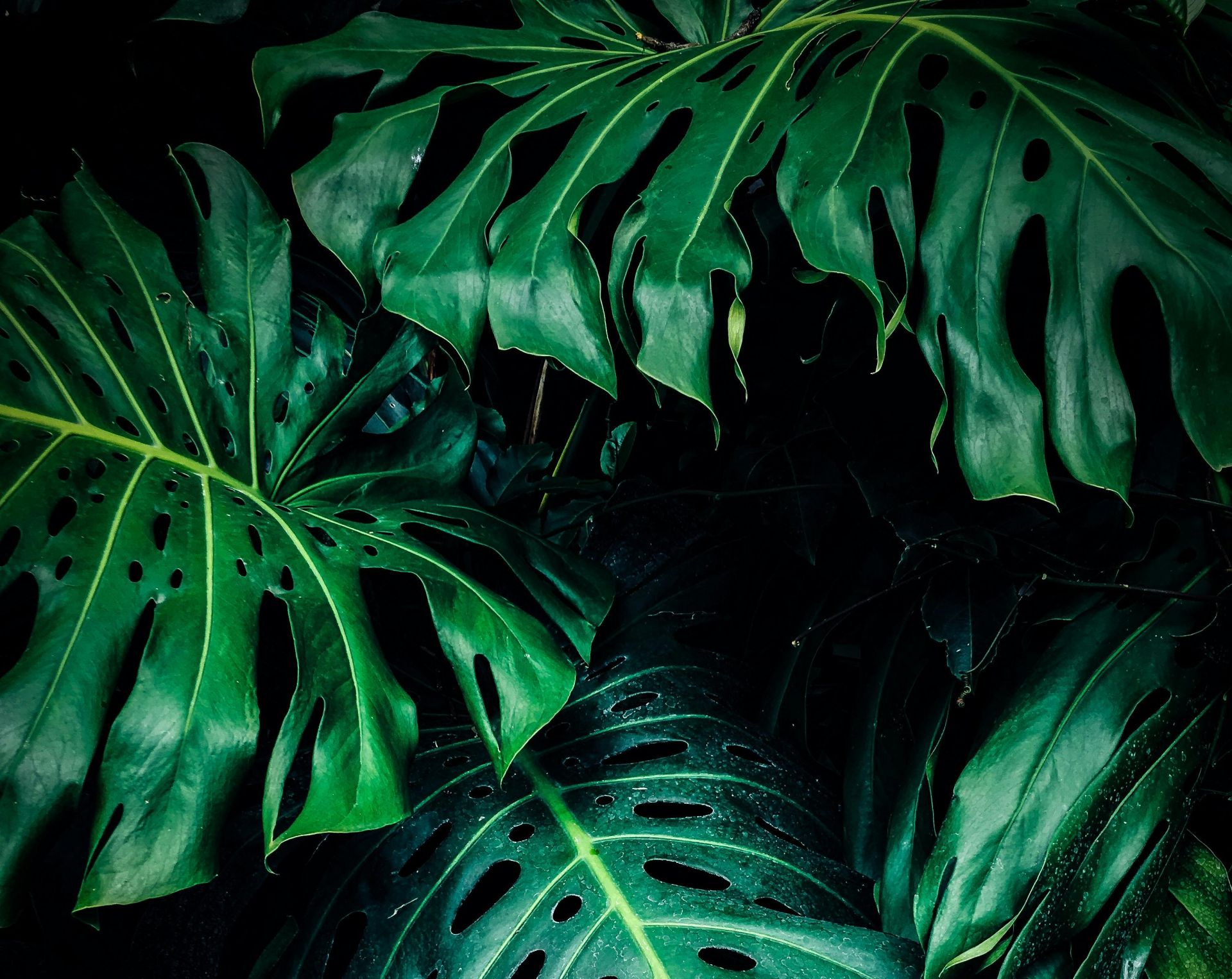 Close-up Photo of Green Leafed Plant