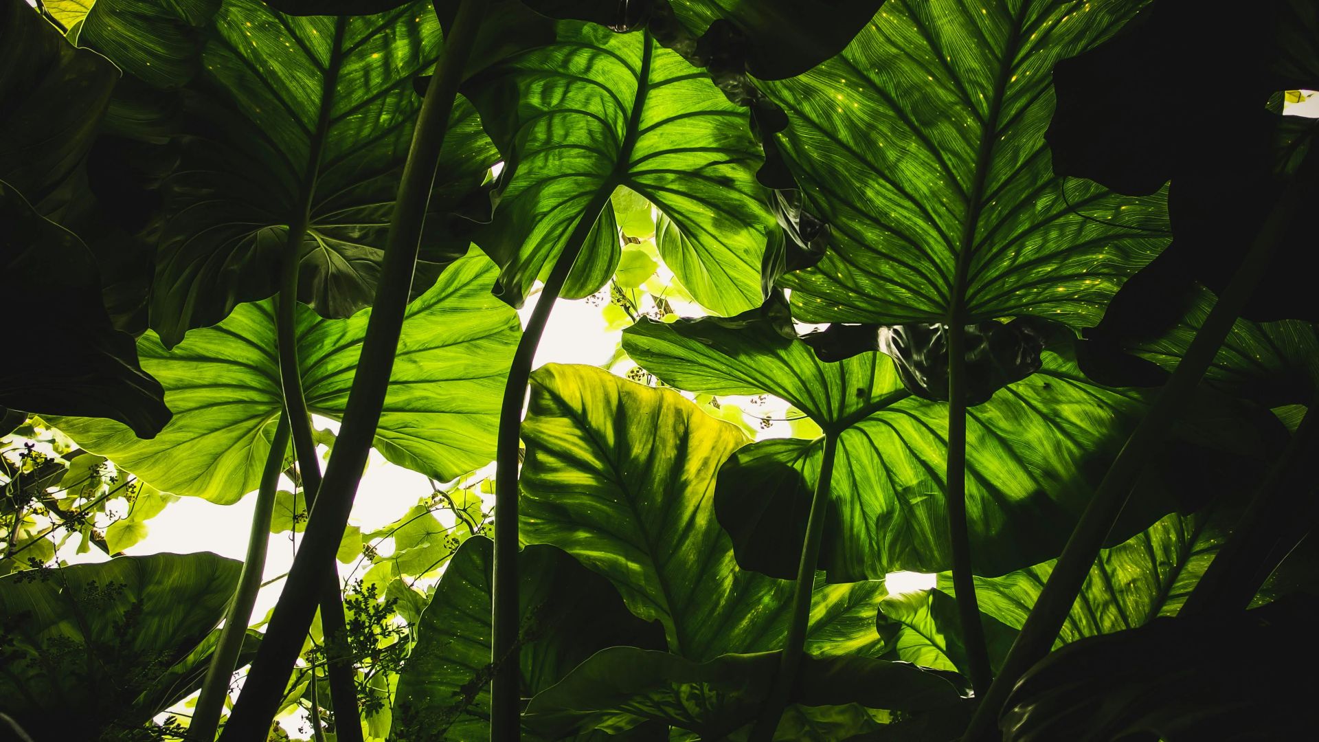 Green Leafed Plants